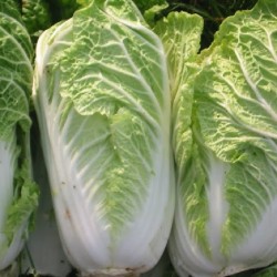 Michihili Cabbage (白菜)