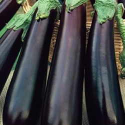 Italian Eggplant (Melanzana...